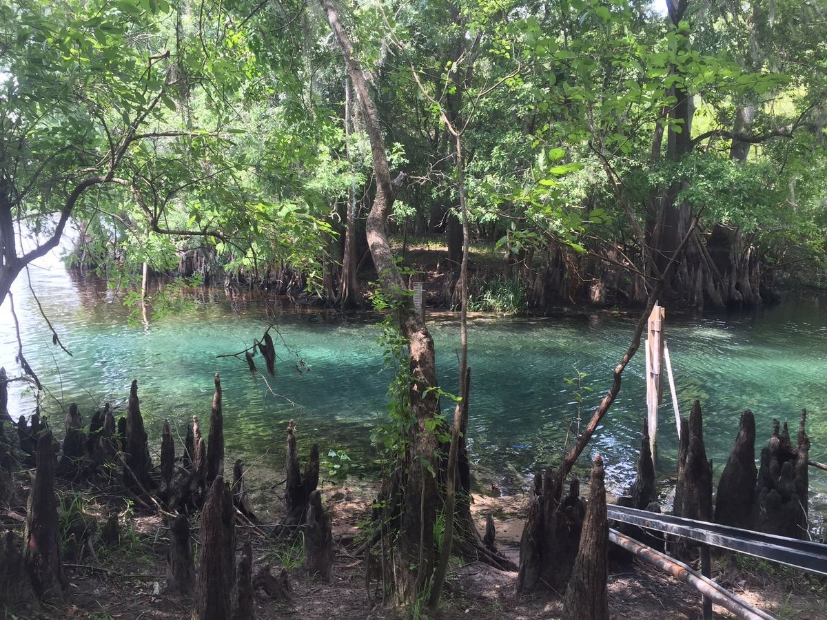 Fanning Springs Run - blue spring water in the Fanning Springs State Park